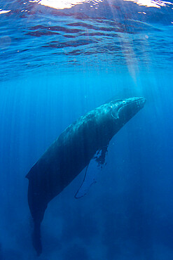 Humpback whale (Megaptera novaeangliae), adult underwater on the Silver Bank, Dominican Republic, Greater Antilles, Caribbean, Central America