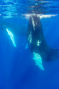 A pair of humpback whales (Megaptera novaeangliae), underwater on the Silver Bank, Dominican Republic, Greater Antilles, Caribbean, Central America