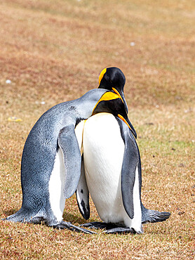 A pair of adult king penguins (Aptenodytes patagonicus), courtship display on Saunders Island, Falklands, South America