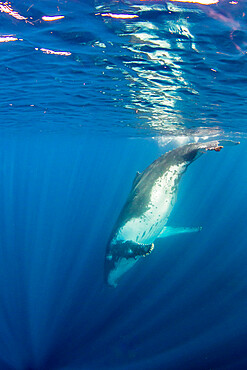 Humpback whale (Megaptera novaeangliae), adult underwater on Ningaloo Reef, Western Australia, Australia, Pacific