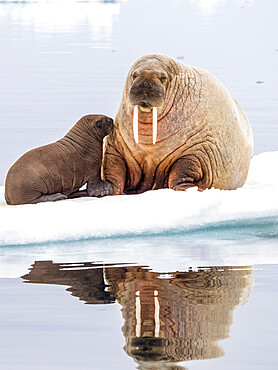 Mother walrus (Odobenus rosmarus) with calf hauled out on an ice floe near Storoya, Svalbard, Norway, Europe