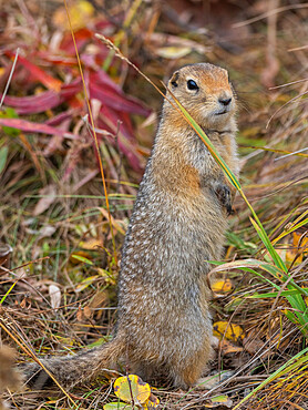 An adult Arctic ground squirrel (Urocitellus parryii) standing in the brush at Denali National Park, Alaska, United States of America, North America