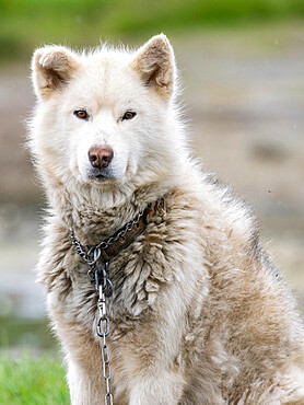 Adult Greenland dog (Canis familiaris) kept on chain as sled dogs in Sisimiut, Greenland, Denmark, Polar Regions