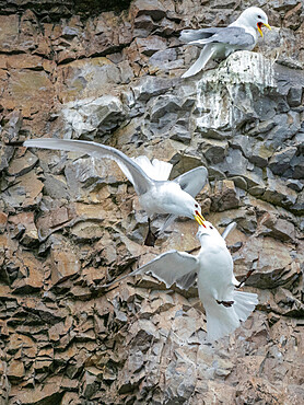 Adult black-legged kittiwakes (Rissa tridactyla), fighting at nest site on the cliffs at southern Bjornoya, Svalbard, Norway, Europe