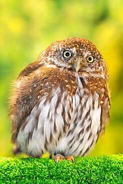 Adult captive northern pygmy owl, Glaucidium californicum, Alaska Raptor Center in Sitka, Southeast Alaska, USA.