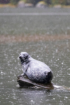 Adult harbor seal, Phoca vitulina, hauled out on a log in Misty Fjords National Monument, Southeast Alaska, USA.