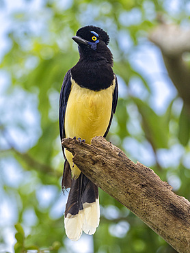 An adult plush-crested jay, Cyanocorax chrysops, perched on a tree limb, Iguazú Falls, Misiones Province, Argentina.