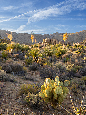 Weathered rocks and cactus in Joshua Tree National Park, California, USA.