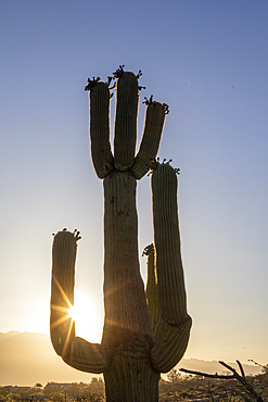 Saguaro cactus (Carnegiea gigantea), photographed at sunrise in the Sweetwater Preserve, Tucson, Arizona, United States of America, North America