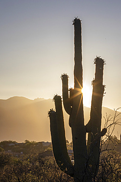 Saguaro cactus (Carnegiea gigantea), photographed at sunrise in the Sweetwater Preserve, Tucson, Arizona, United States of America, North America