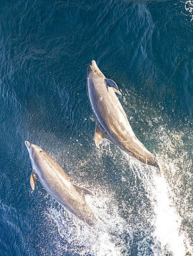 Adult common bottlenose dolphins (Tursiops truncatus), bowriding on the Pacific side of Baja California Sur, Mexico, North America