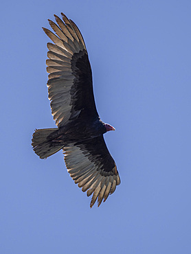 Adult turkey vulture (Cathartes aura), in flight searching for food in Conception Bay, Baja California, Mexico, North America