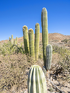 Cardon cactus (Pachycereus pringlei), flowering on Isla San Esteban, Baja California, Mexico, North America