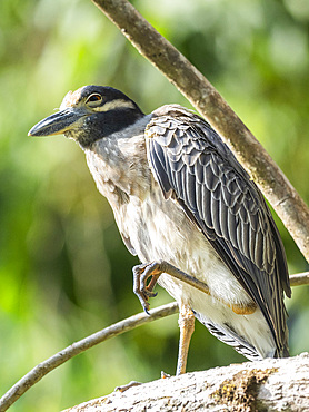 An adult yellow-crowned night heron (Nyctanassa violacea) along the shoreline at Playa Blanca, Costa Rica, Central America