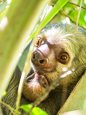 An adult mother and her young Hoffmann's two-toed sloth (Choloepus hoffmanni) in a tree at Playa Blanca, Costa Rica, Central America