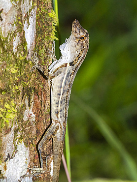 An adult border anole (Anolis limifrons) shedding its skin in a tree at Playa Blanca, Costa Rica, Central America