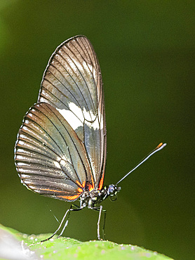 An adult doris longwing butterfly (Heliconius doris) perched in a tree at Playa Blanca, Costa Rica, Central America