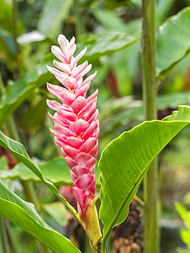 Red ginger (Alpinia purpurata) growing in the rainforest at Playa Blanca, Costa Rica, Central America