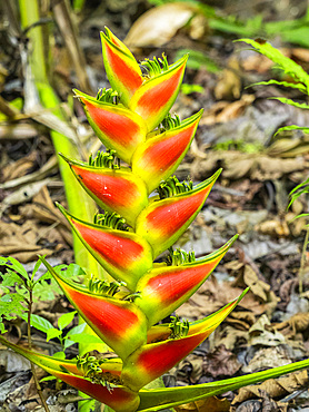 A Heliconia (Heliconia wagneriana) just starting to flower in Rio Seco, Costa Rica, Central America