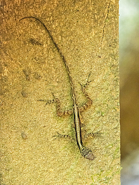 An adult Osa Anole (Anolis osa) during the day, Osa Peninsula, Costa Rica, Central America