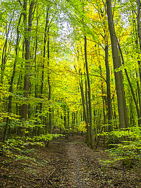 Autumn colors at Hainich National Park, an Ancient and Primeval Beech Forest, Thuringia, Germany, Europe