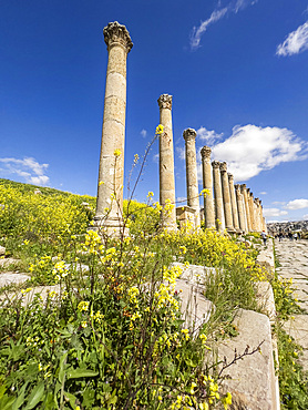 Flowers in front of columns in the ancient city of Jerash, believed to be founded in 331 BC by Alexander the Great, Jerash, Jordan, Middle East