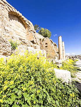 Flowers in front of columns in the ancient city of Jerash, believed to be founded in 331 BC by Alexander the Great, Jerash, Jordan, Middle East