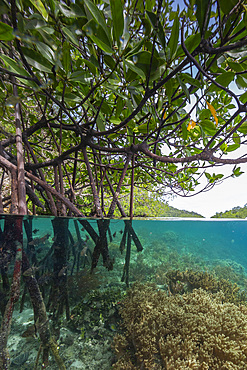 Above/below view of the shallow mangroves off Bangka Island, off the northeastern tip of Sulawesi, Indonesia, Southeast Asia, Asia