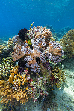 Corals in the crystal clear water in the shallow reefs off Bangka Island, off the northeastern tip of Sulawesi, Indonesia, Southeast Asia, Asia