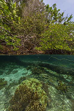 Above/below view of the shallow mangroves off Bangka Island, off the northeastern tip of Sulawesi, Indonesia, Southeast Asia, Asia