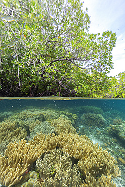 Above/below view of the shallow mangroves off Bangka Island, off the northeastern tip of Sulawesi, Indonesia, Southeast Asia, Asia