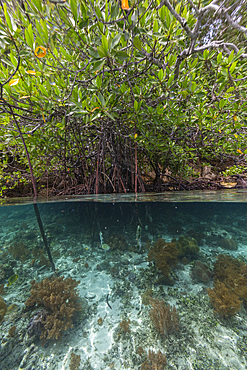 Above/below view of the shallow mangroves off Bangka Island, off the northeastern tip of Sulawesi, Indonesia, Southeast Asia, Asia