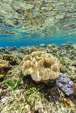 Corals in the crystal clear water in the shallow reefs off Bangka Island, off the northeastern tip of Sulawesi, Indonesia, Southeast Asia, Asia