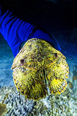 An adult sculptured slipper lobster (Parribacus antarcticus), encountered on a night dive on Arborek Reef, Raja Ampat, Indonesia, Southeast Asia, Asia