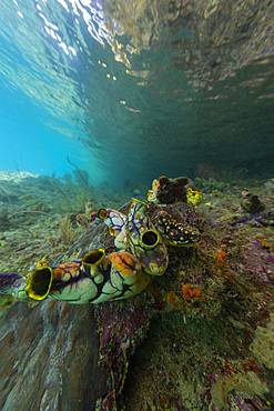 A golden sea squirt (Polycarpa aurata), on the reef off Freewin Wall, near Waigeo Island, Raja Ampat, Indonesia, Southeast Asia, Asia