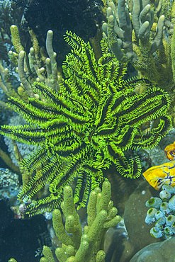 Bennett's feather star (Oxycomanthus bennetti), in the shallow reefs off Bangka Island, Indonesia, Southeast Asia, Asia