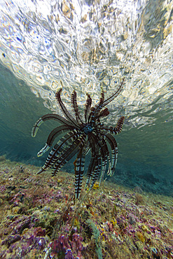 Crinoid from the Family Mariametridae, in the shallow reefs off Freewin Wall, near Waigeo Island, Raja Ampat, Indonesia, Southeast Asia, Asia