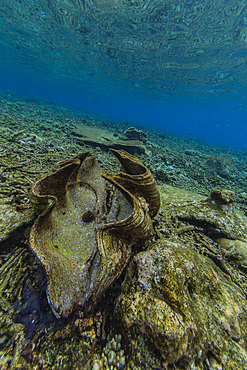 Giant Tridacna clams, genus Tridacna, in the shallow reefs off Sauwaderek Village Reef, Raja Ampat, Indonesia, Southeast Asia, Asia