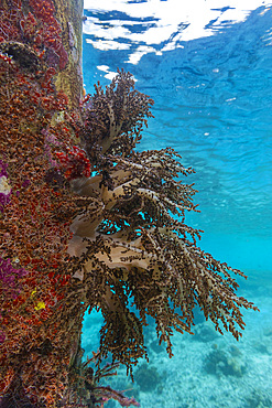 Encrusting sponges, soft corals, and other invertabrates living on pilings on Arborek Reef, Raja Ampa, Indonesia, Southeast Asia, Asia