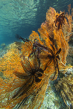 Beautiful feather star (Cenometra bella), on sea fan in the shallow reefs off Waigeo Island, Raja Ampat, Indonesia, Southeast Asia, Asia