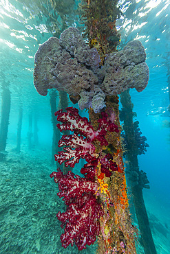 Soft coral from the Genus Scleronephthya in the shallow waters off Arborek Reef, Raja Ampat, Indonesia, Southeast Asia, Asia