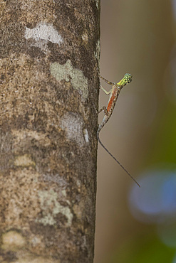 A flying dragon, Draco spp, an arboreal insectivore agamid lizard in Tangkoko Batuangus Nature Reserve, Sulawesi, Indonesia, Southeast Asia, Asia