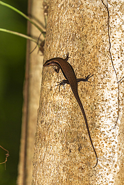 An adult common sun skink (Eutropis multifaciata), on a tree in Tangkoko Batuangus Nature Reserve, Sulawesi, Indonesia, Southeast Asia, Asia