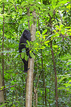 Adult male Celebes crested macaque (Macaca nigra), foraging in Tangkoko Batuangus Nature Reserve, Sulawesi, Indonesia, Southeast Asia, Asia