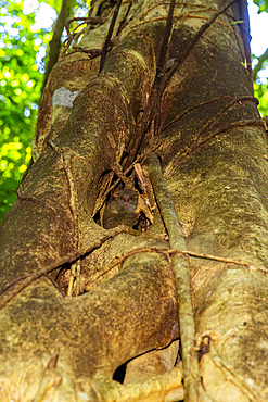 An adult Gursky's Spectral Tarsier (Tarsius spectrumgurskyae), in Tangkoko Batuangus Nature Reserve, Sulawesi, Indonesia, Southeast Asia, Asia