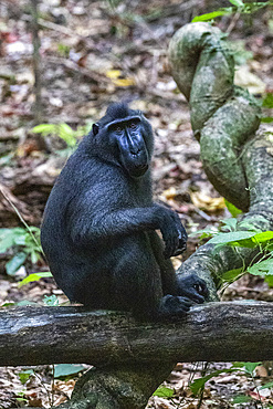 An adult male Celebes crested macaque (Macaca nigra), foraging in Tangkoko Batuangus Nature Reserve, Sulawesi, Indonesia, Southeast Asia, Asia