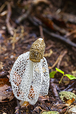 Bridal veil stinkhorn (Phallus indusiatus), growing on Waigeo Island, Raja Ampat, Indonesia, Southeast Asia, Asia