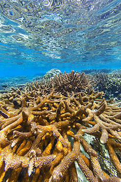 Abundant life in the crystal clear water in the shallow reefs in the Equator Islands, Raja Ampat, Indonesia, Southeast Asia, Asia