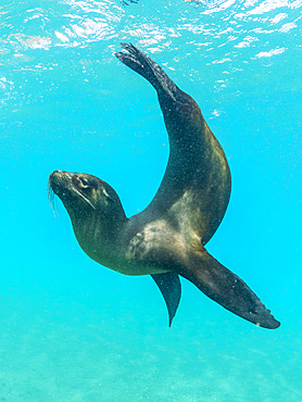 Galapagos sea lion (Zalophus wollebaeki) at play underwater, Punta Pitt, San Cristobal Island, Galapagos Islands, UNESCO World Heritage Site, Ecuador, South America