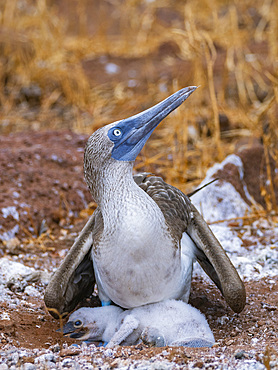 Adult blue-footed booby (Sula nebouxii) with chicks on North Seymour Island, Galapagos Islands, UNESCO World Heritage Site, Ecuador, South America